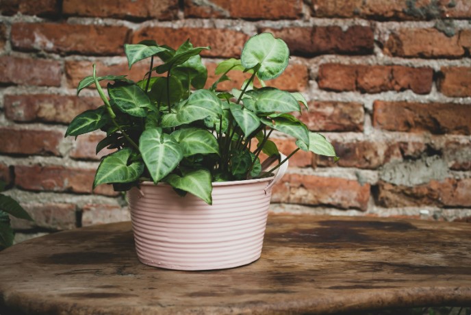 дренажні отвори у вуличному вазоні